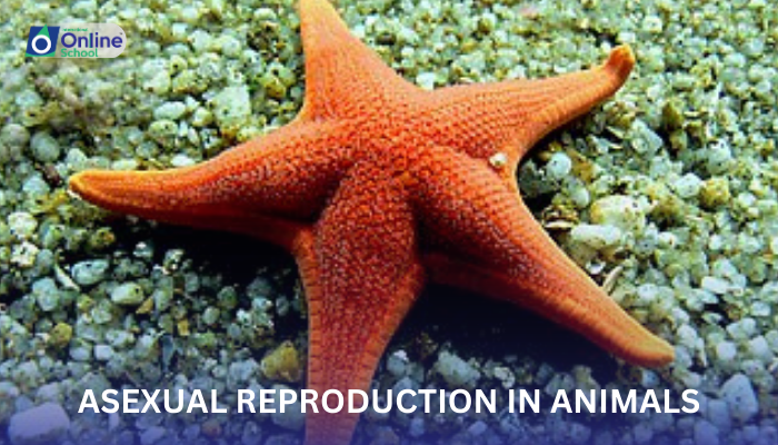 Lesson 13: Asexual Reproduction in Animals